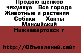 Продаю щенков чихуахуа - Все города Животные и растения » Собаки   . Ханты-Мансийский,Нижневартовск г.